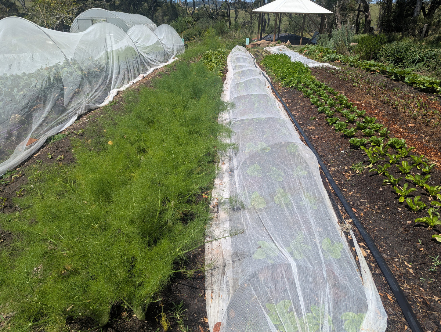 Seasonal Vegetable Box